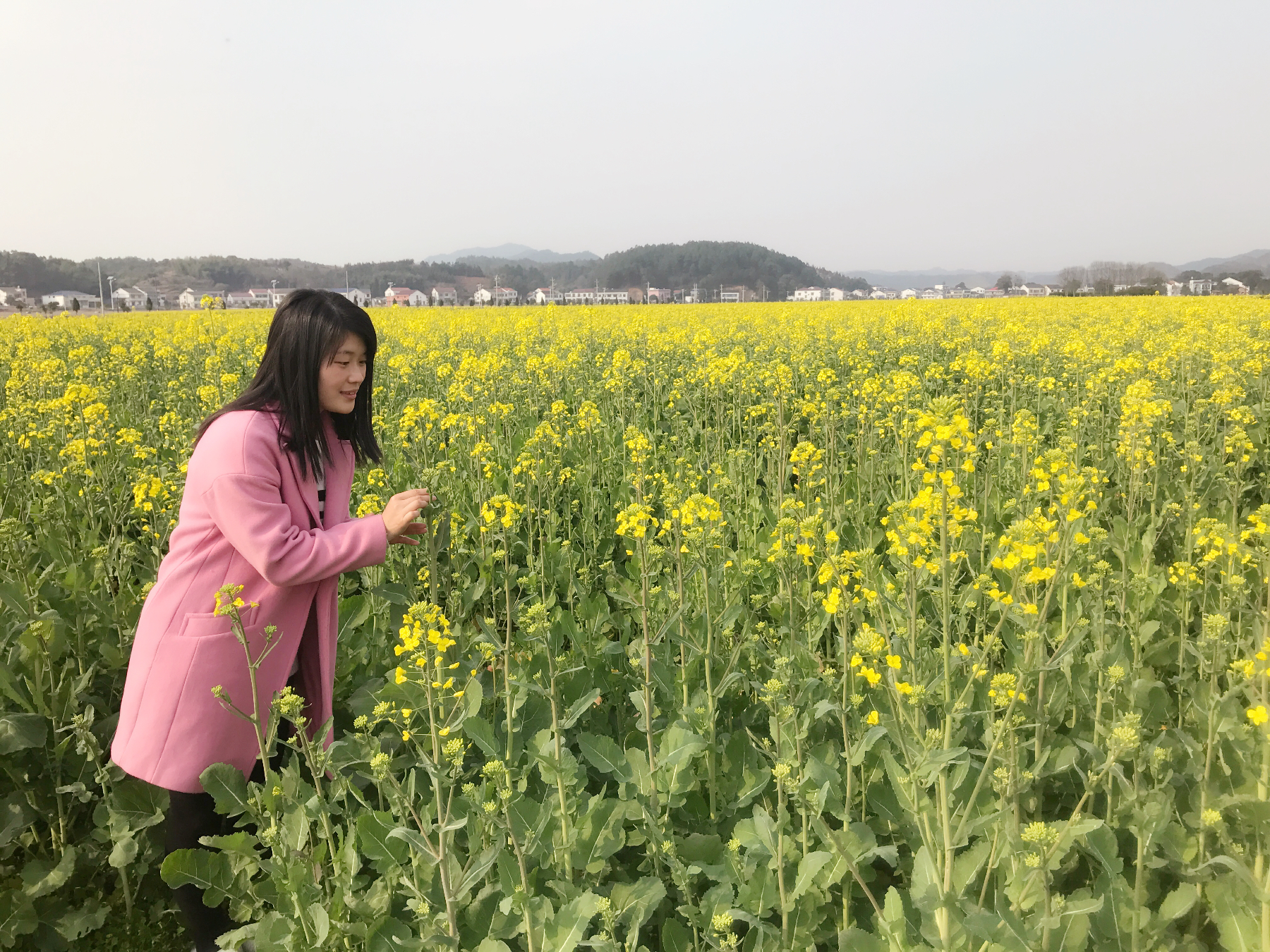 三市镇:万亩油菜花竞相绽放