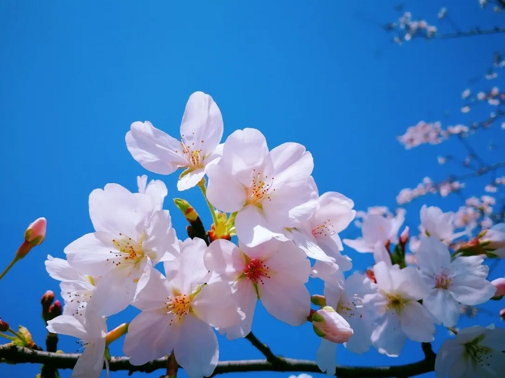 平江的樱花,请慢些开