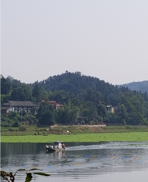 浯口镇:全力打捞汨罗江水葫芦