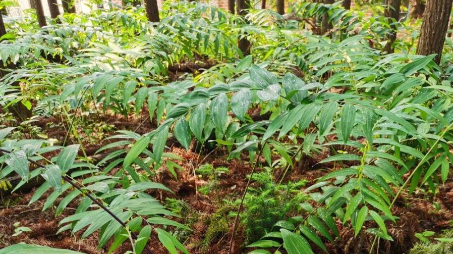 加义生态农场充分利用林下空地种植黄精,发展林下经济